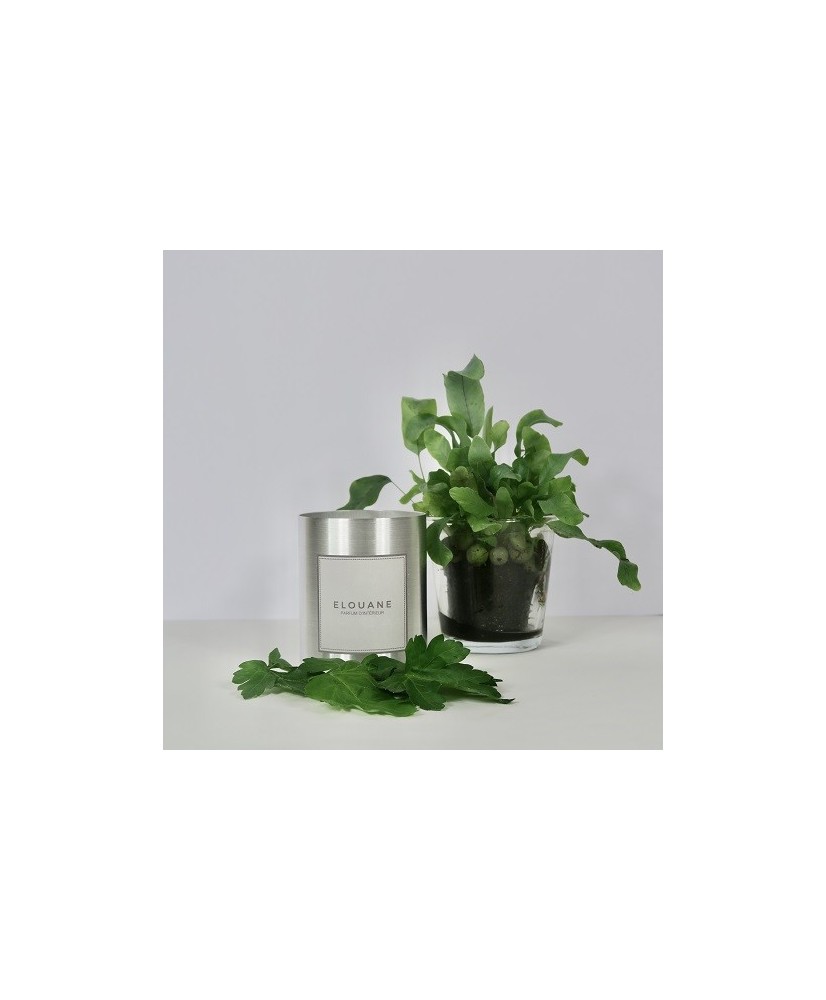 BOUGIE PARFUMEE ANIS ETOILE - ELOUANE ELOUANE Bougies parfumées BOUGIE PARFUMEE ANIS ETOILE - ELOUANE ELOUANE Bougies parfumées