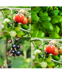 BOUGIE PARFUMÉE FEUILLES DE TOMATES, BASILIC, CASSIS