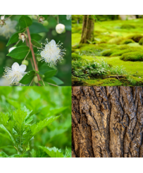 Bougie parfumée mousse verte, vétiver, bois de gaiac, armoise, myrte