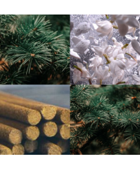 FORET D'ENCENS - BOUGIE PARFUMEE (320 G)