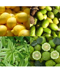 JARDIN CITRUS - BOUGIE CHRISTIAN TORTU