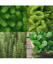 BALADE EN FORÊT - BOUGIE...