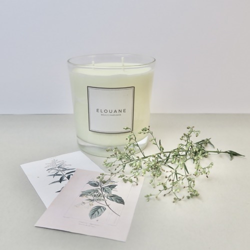 instagram-6 La bougie Chèvrefeuille est de retour en stock, timing parfait pour les beaux jours! 🌱☀️

 #homefragrance #printemps #nature #deconature #bonheursimple #paimpol #bougienaturelle #parfumdemaison #uneparenthesebougie #madeinfrance #cirevegetale #elouane #decorationinterieur #fabricationfrancaise #bougieparfumee #bougieartisanale #bougievegetale #chevrefeuille #ideedeco #nature #vegetal #fleurssauvages #fêtedesmères #idéecadeau #bonnefetemaman #bougiefleurie #parfumdegrasse